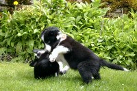 Lenny fights his brother (that's Len on the bottom), aged 3 months.